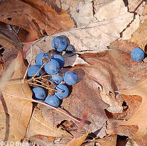 Blue Cohosh