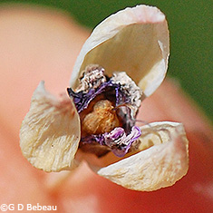 Seed capsule