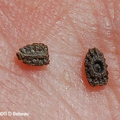 seeds