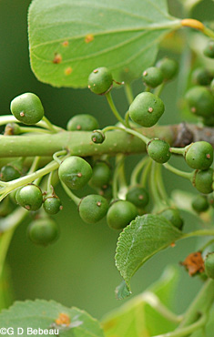 Buckthorn green berries