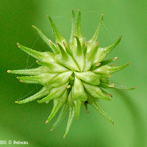 Seed head