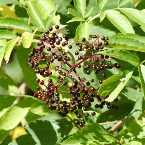 Canada Elderberry Fruit
