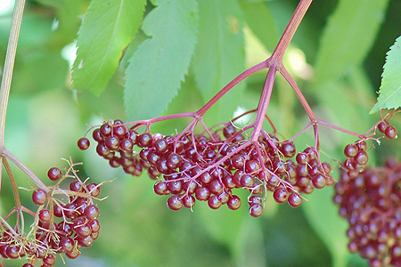 Canada Elderberry Fruit