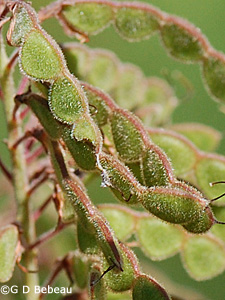 Showy Tick-trefoil seeds