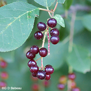 Chokecherry mature fruit