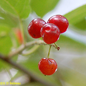Chokecherry Fall Fruit