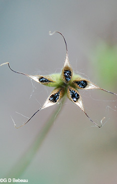 seed capsule
