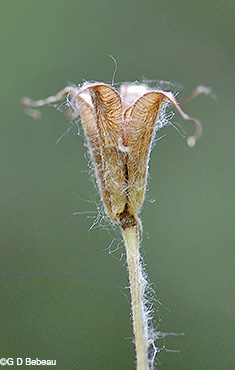 seed capsule