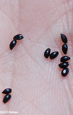 seeds