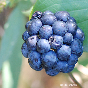 mature fruit