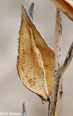 Common Milkweed Old pods