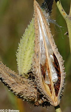 Common milkweed pod