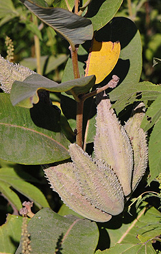 Milkweed Seed Pods