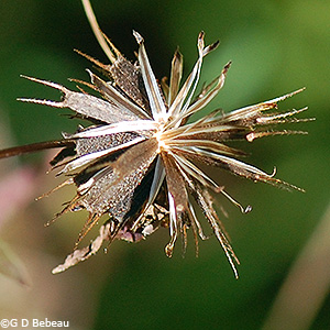 seed head