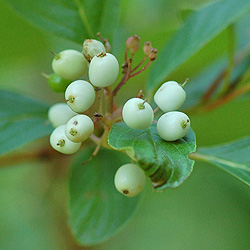 Plant #2