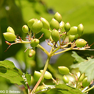 European Cranberry Green Fruit