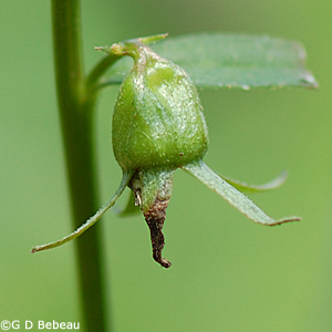 European Bellflower seed capsule