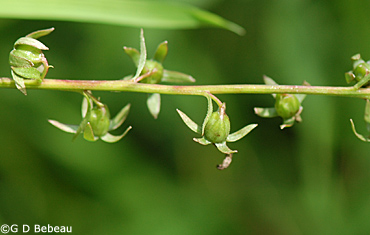 European Bellflower Seed stem