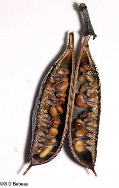Seed pod with seeds