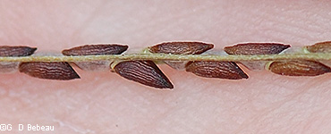 seeds