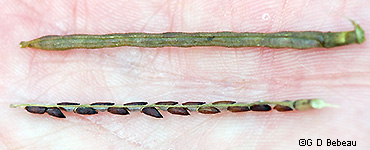 seed pod