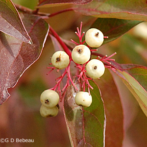 Gray dogwood fruit