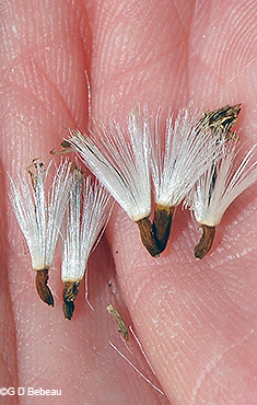 seeds