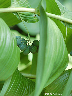 Great Solomon's Seal August berries