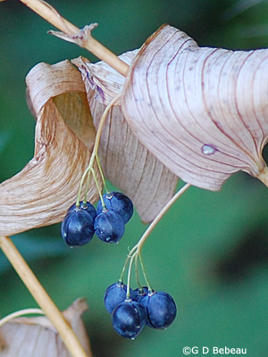 Great Solomon's Seal October berries