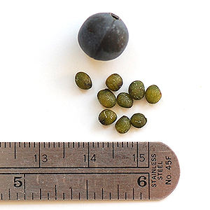 Gt. Solomon's Seal seeds