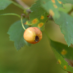 Plant #17