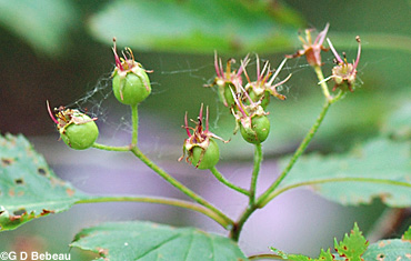 Hawthorn green berries