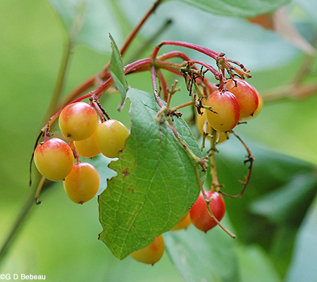 Highbush Cranberry