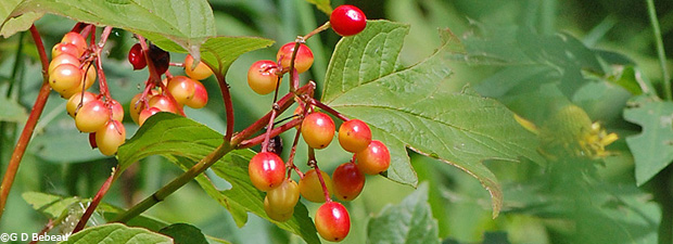 Highbush Cranberry