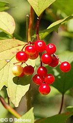 Highbush Cranberry