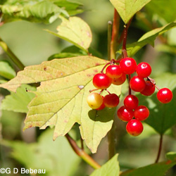 Highbush Cranberry