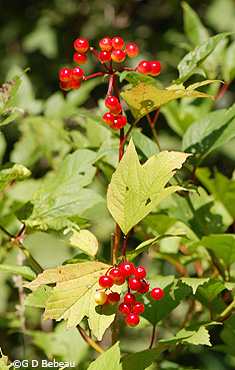 American Highbush Cranberry Fruit