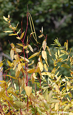 Indian Hemp fall seed pod