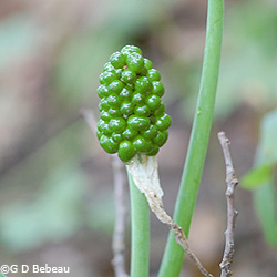 Jack-in-the-pulpit fruit