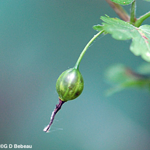 Missouri Gooseberry green fruit