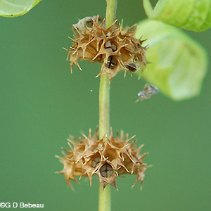 Motherwort seed capsule