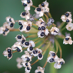 seed head