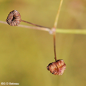 Northern Water Plantain seed head