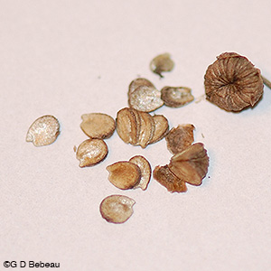 Northern Water Plantain seeds