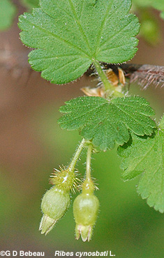 Fruit developing