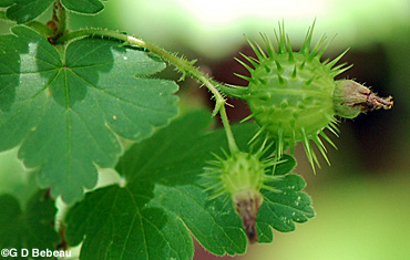 Prickly Gooseberry green fruit