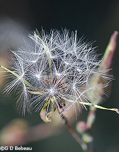 Seed head