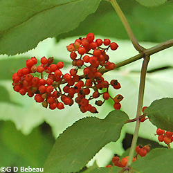 Red Elderberry fruit
