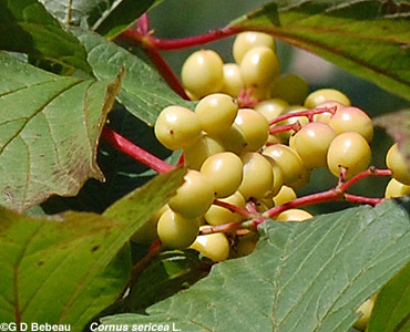 Red Osier Dogwood Fruit