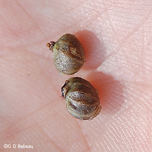 Seeds